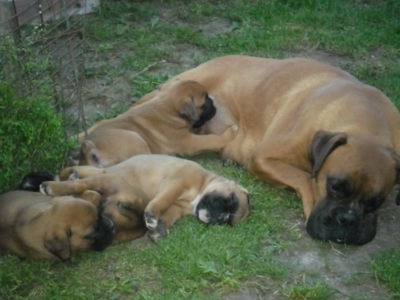 Nejlépe chutná od maminky