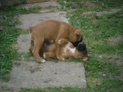 Neblbni, jsme štěňata, a ještě k tomu sourozenci