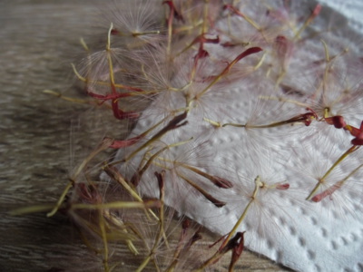 Hádej, odkud pocházíme