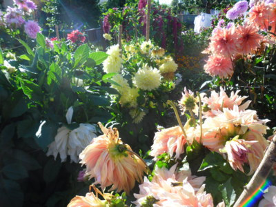 Přišel čas jiřin