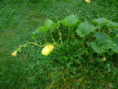 Plazíme se, co to dá