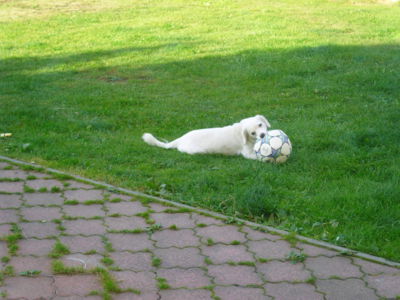 U nás všichni hrajeme fotbal