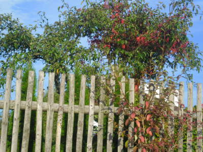 Podzim před plotem, ale i za plotem