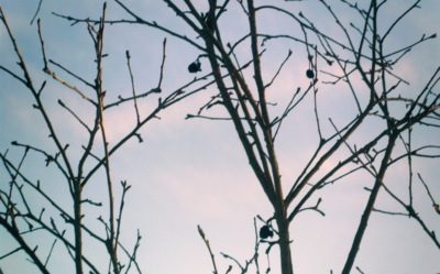 Pár loňských plodů