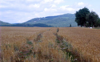 Koleje napříč létem