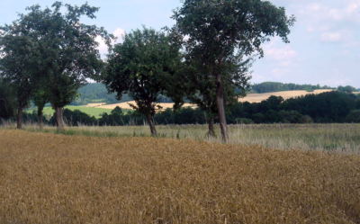 Léto při silnici
