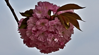Sakura