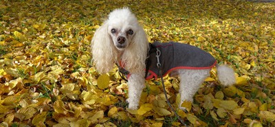 Samé zlato a zlatíčko