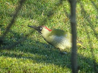 Sedla si stará žluva na....
