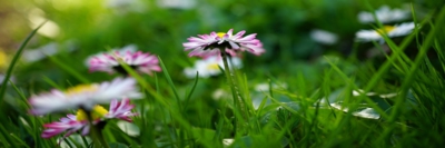 Sedmikráska v trávě