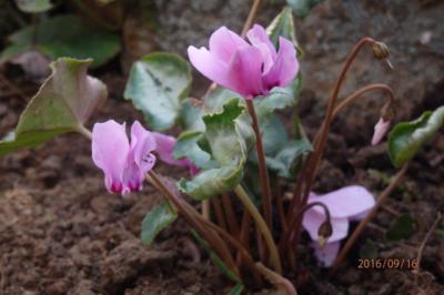 Skalkový brambořík