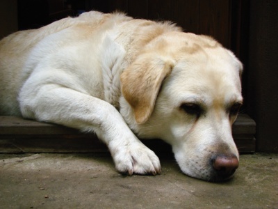 Pesačka hundičková