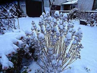 Sněh a zimy dost...