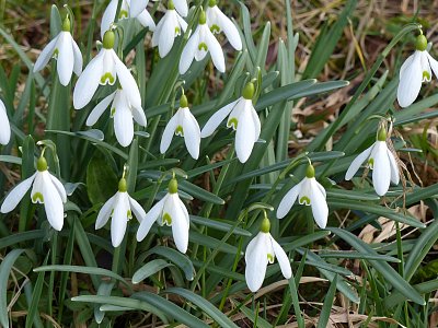 Sotva slezl sníh...