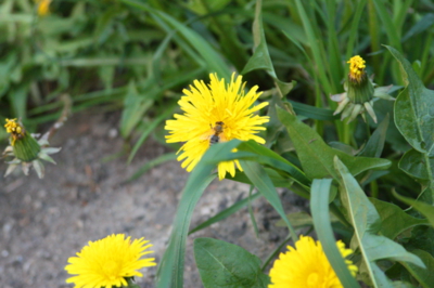 Ještě než odletí