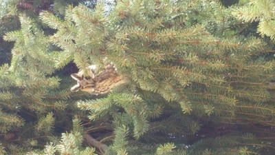 Veľkonočná zvedavá sova