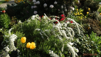Spirea,rododendron,kamzičník...