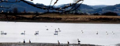 Sraz na rybníku u Bílenic