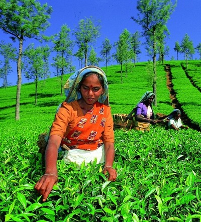 Sri Lanka (267).jpg