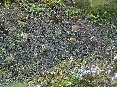 Stehlíci se živí...