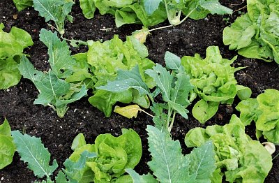 Začínáme zelinařit: Výsev je potřeba dobře naplánovat