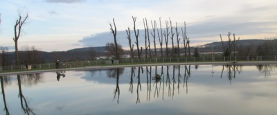 Okopírované stromořadí