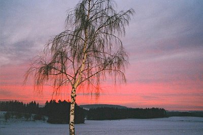 Stůj břízo zelená ...*