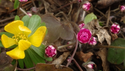 Talovín a podléška