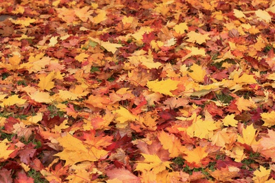 Téměř 100%-ní pokrytí