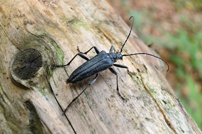 Tesařík obrovský .... snad