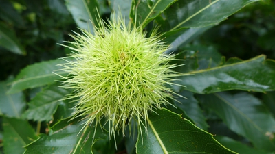 Budou jedlé kaštany