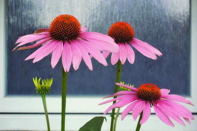 Třapatka - krásná léčivka