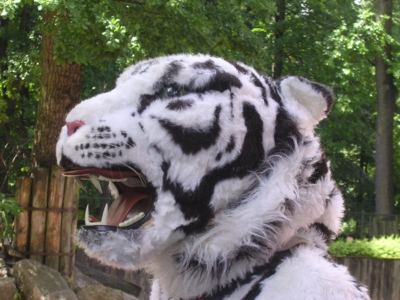 Vzácný bílý tygr