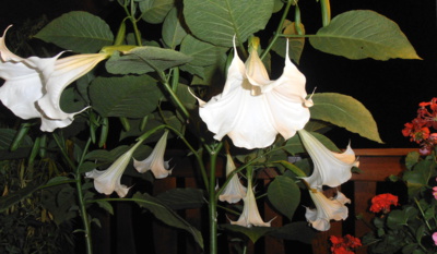 V noci nejvíc voní ...