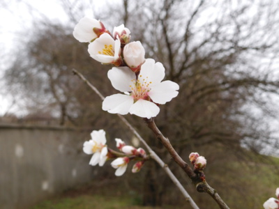 V únoru jako v máji