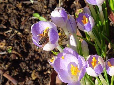 Včeličky už pracují...