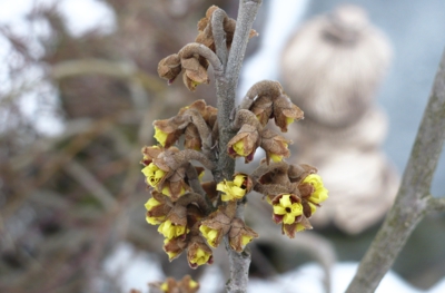 Vilín - volám jaro