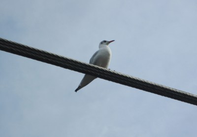 Už jedou princové? Už jedou!!