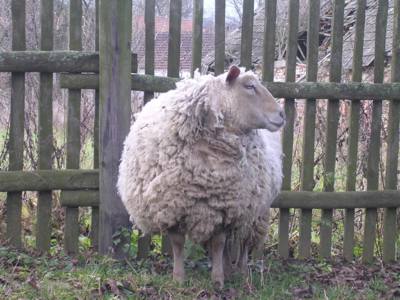 Vyhlížím jaro - kde jsi?