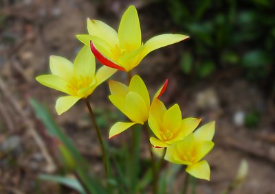 Žlutá je barva jara...