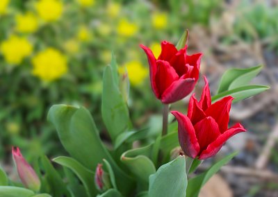 Když rozkvetou tulipány