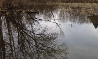 Zrcadlení v žabím jezírku