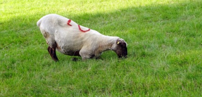Žací expres - jizerskohorská specialistka