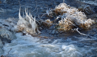 Zatím mrazům vzdoruji..