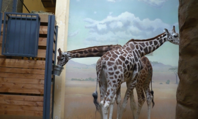 Ze ZOO 3