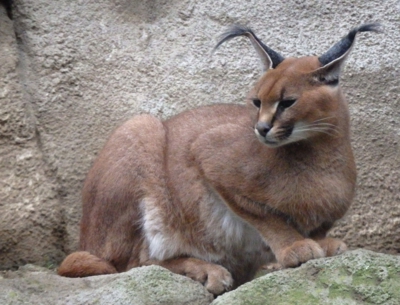 Ze ZOO . Rys ostrovid