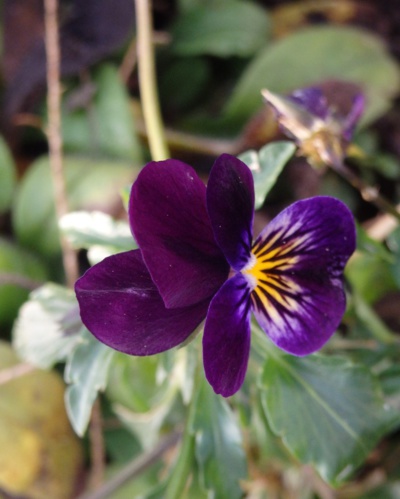 Zima-nezima,já si klidně kvetu