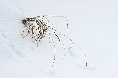 Zimní detail II