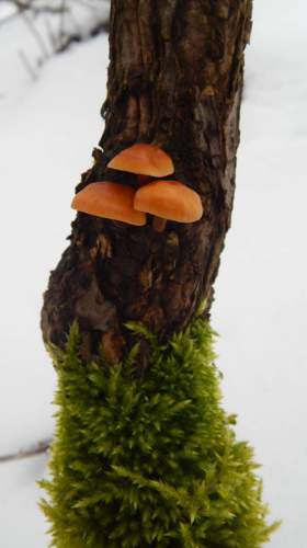 Zimní houby (včera na Jablonecku)