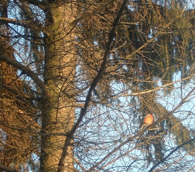 Zimní návštěvník